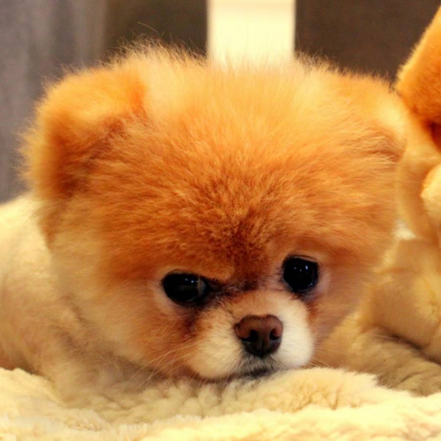 Топ-10 самых красивых собак в мире: фото, описание породы