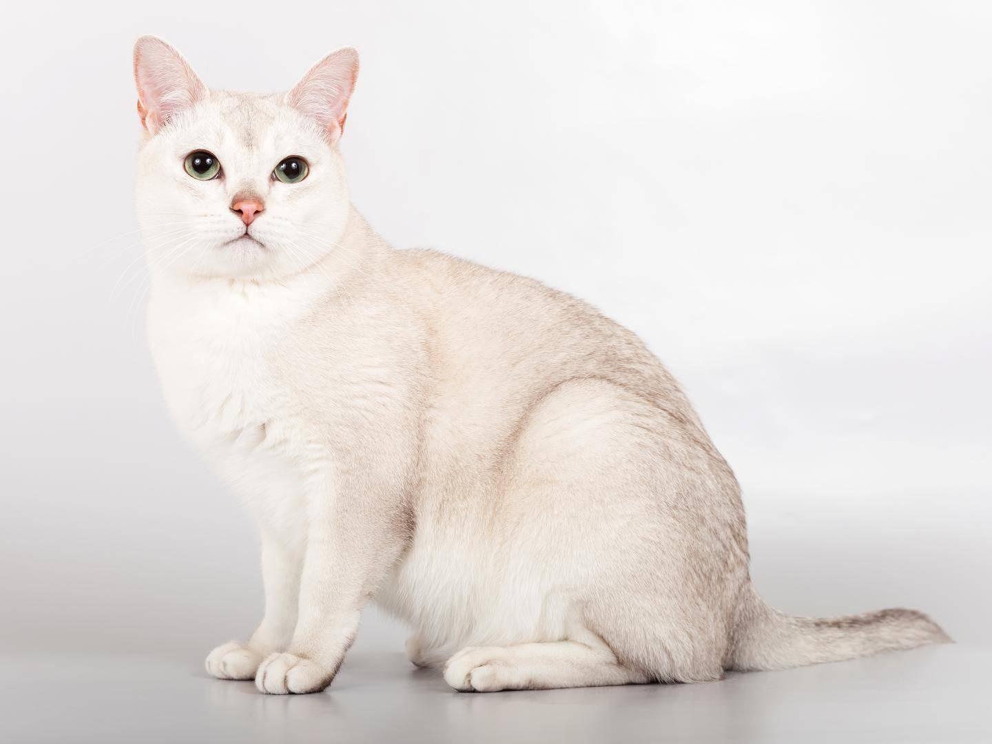 Бурмилла кошка, описание породы, фото, характер, окрас, уход, история, здоровье