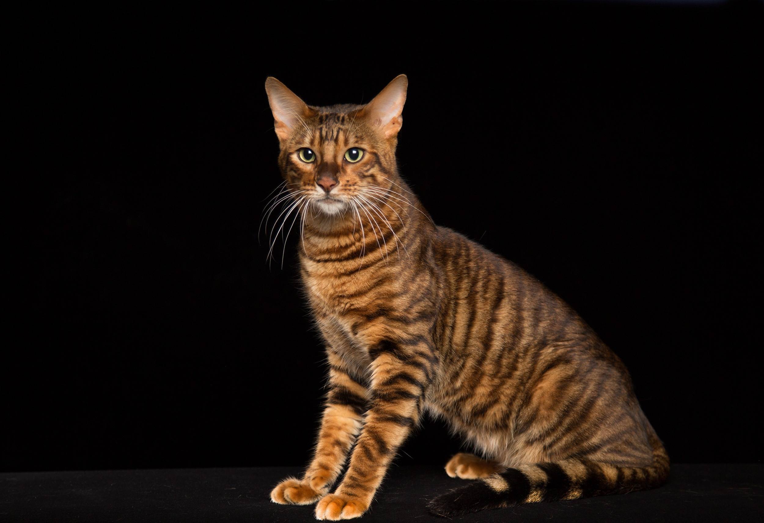 Кошка тойгер: описание породы, особенности характера, уход и отзывы владельцев