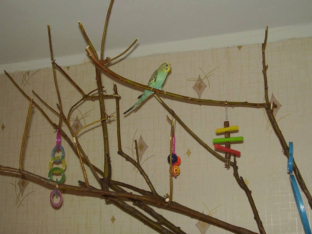 Какие ветки можно давать волнистым попугаям: породы деревьев, фото
