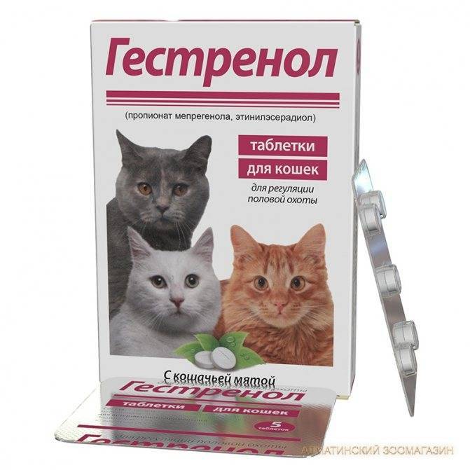 «гестренол» для кошек: инструкция по применению