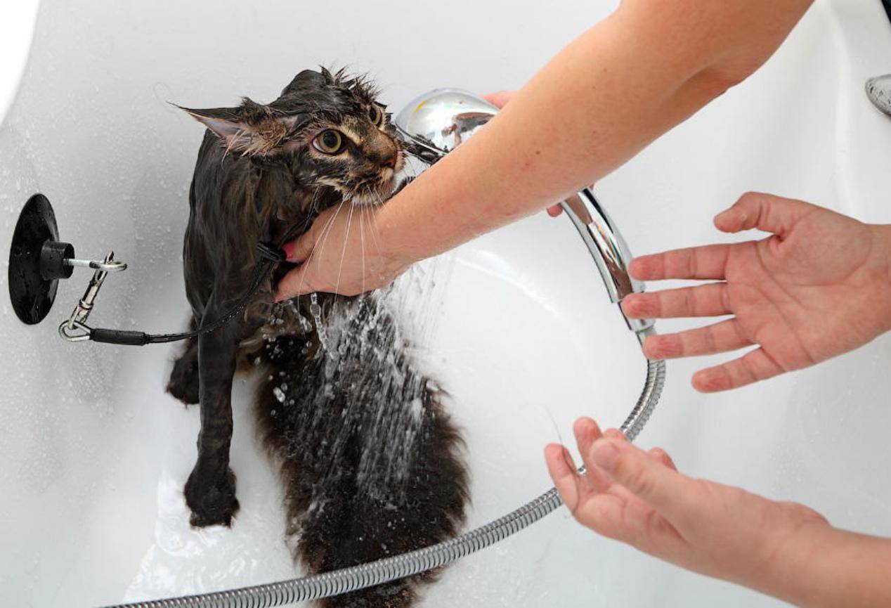 Можно ли мыть кошку обычным шампунем для людей: особенности применения при купании