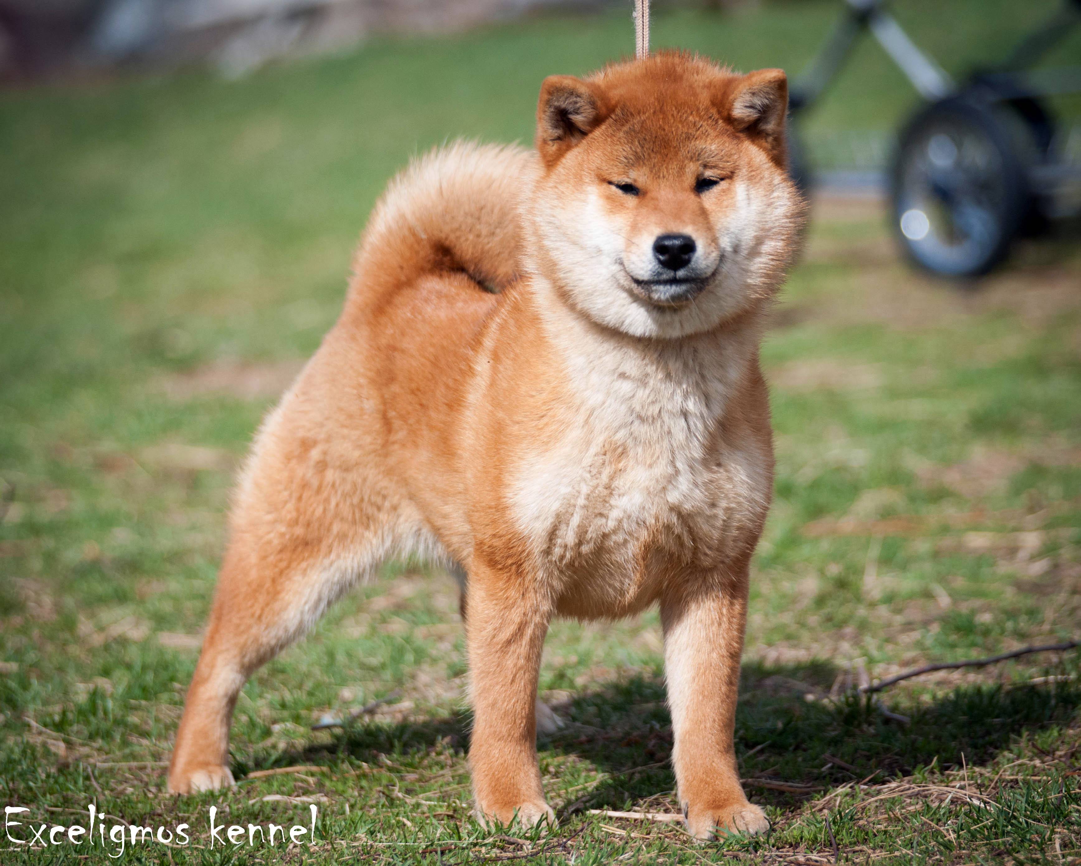 Сиба ину: полный обзор породы собак с фото и видео