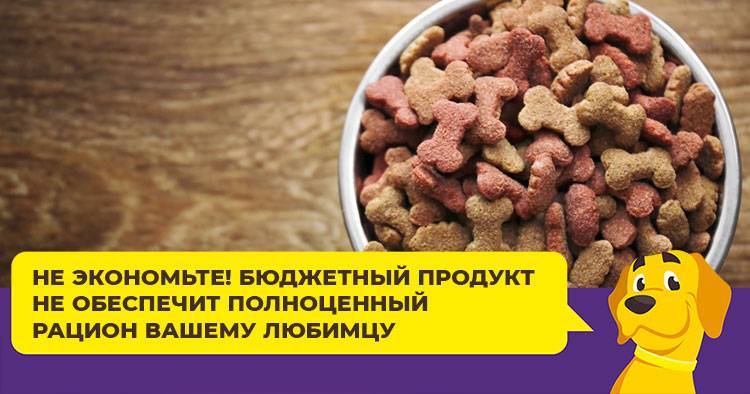 Рекомендации по переводу собаки с натурального питания на сухой корм