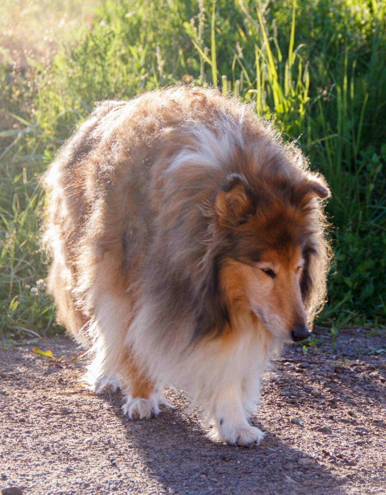 Колли и шелти: отличия и сходства пород собак