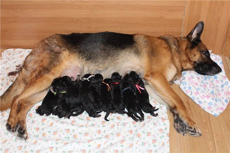 Сколько ходит беременная собака немецкая овчарка