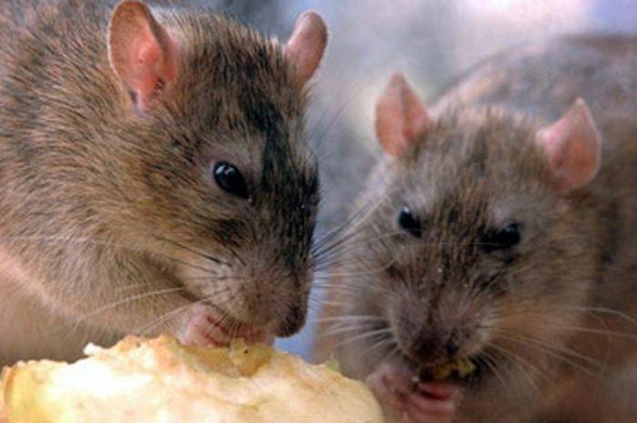 Умная крыса: удивительные факты об интеллекте животных