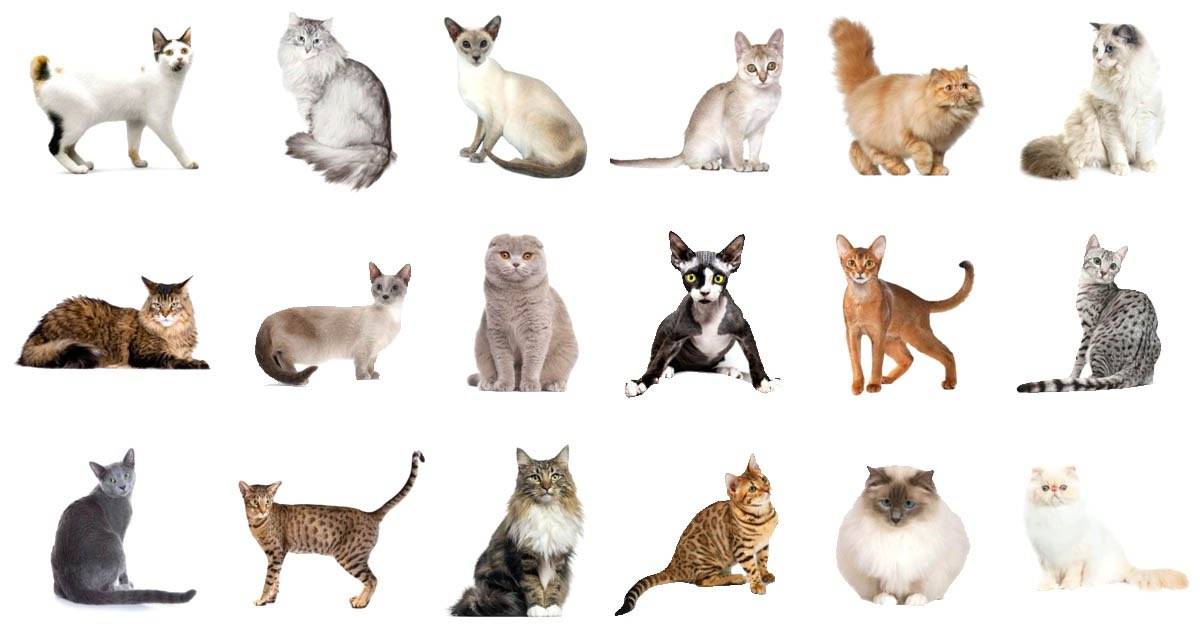 Узнать породу кошки по фото онлайн бесплатно