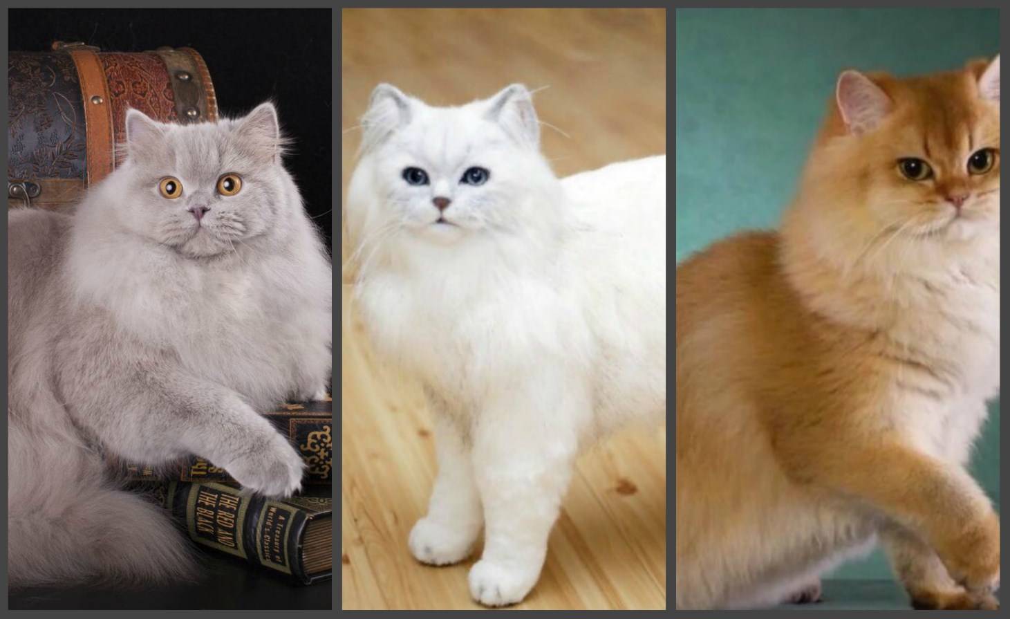Британская кошка, фото и описание этой короткошерстной породы