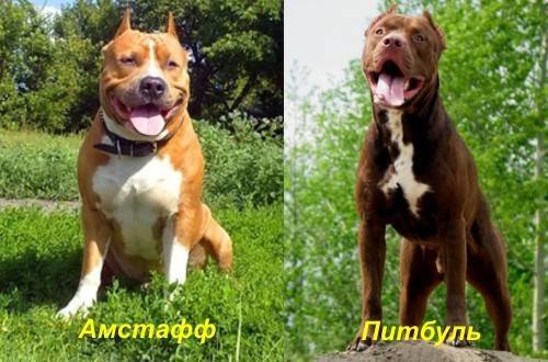 Какие есть отличия между стаффордом и питбультерьером: фото собак, разница в характере и особенности содержания