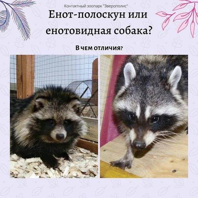 Енот-полоскун | мир животных и растений