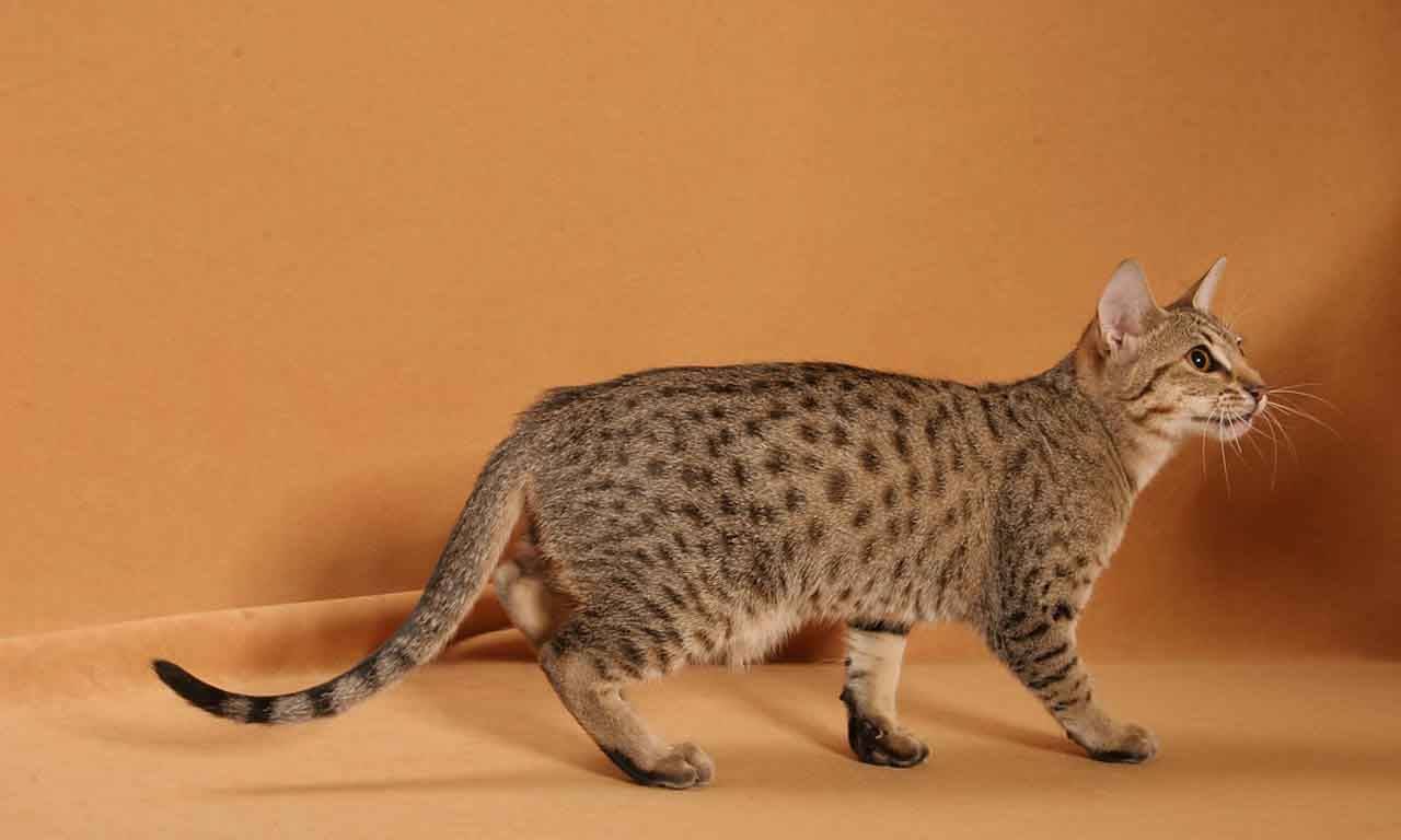 Уссурийская кошка - описание породы и характер кошки