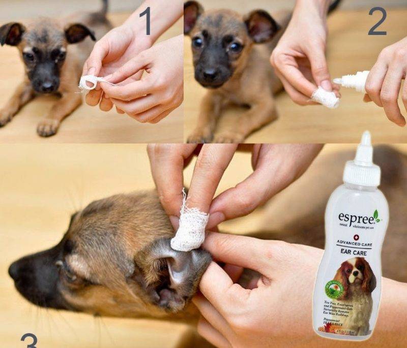 Как чистить уши собаке: частота процедуры, средства для чистки ушей у собак, что делать, если собака не дает чистить уши, приучение щенка к гигиене
