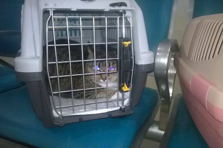 Как перевезти кошку в самолете на поезде или на автомобиле