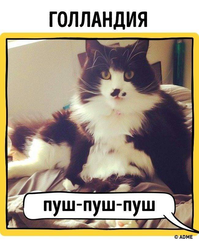 Как подзывают кошек в разных странах | fresher - лучшее из рунета за день