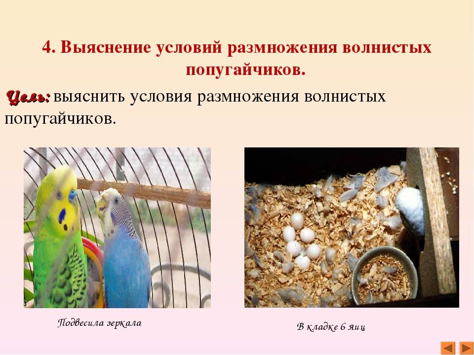 Воротничковый попугай: полная информация, уход и содержание