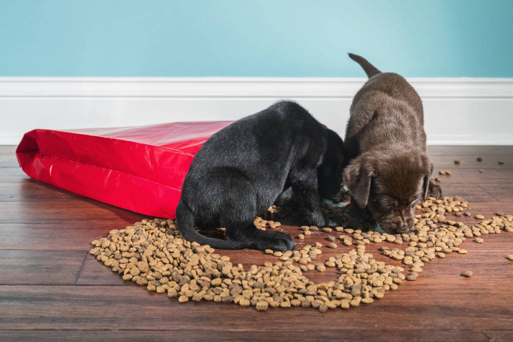 Можно ли собакам острое – лук, чеснок и перец?