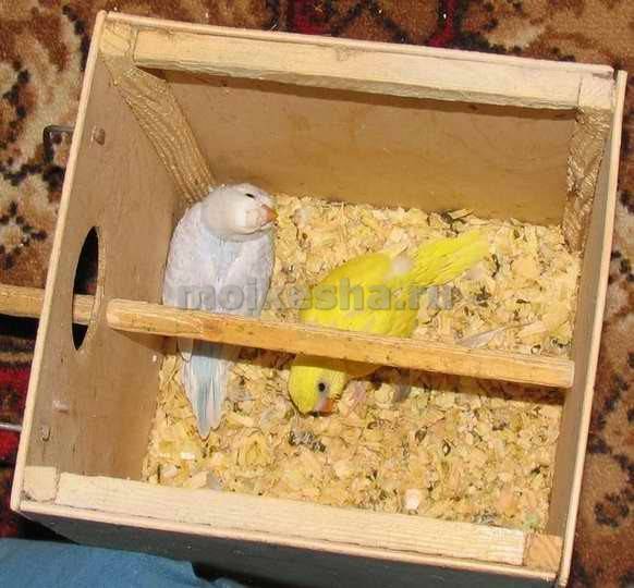 Гнездо (домик) для волнистых попугаев своими руками, как сделать