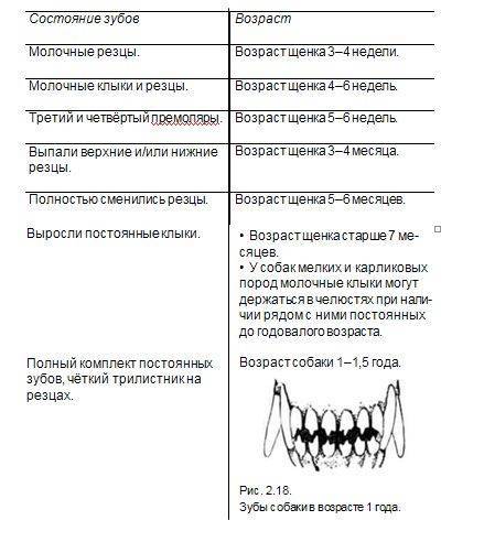 Схема смены зубов у щенка