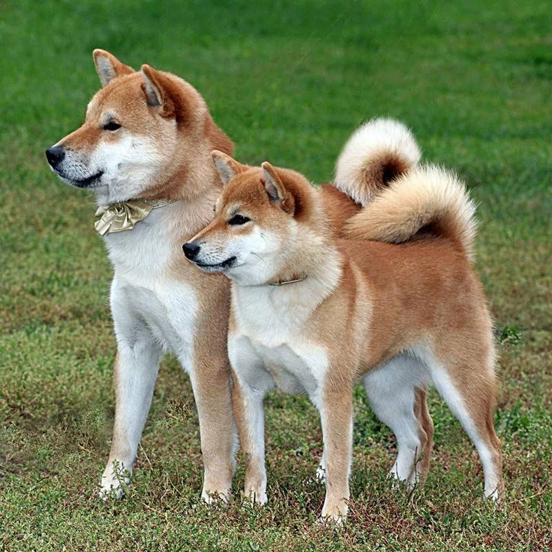 Японские породы собак: описание, популярные породы данной группы