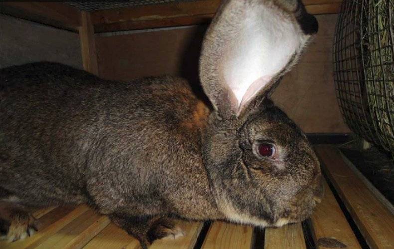 Содержание и разведение кроликов породы фландр