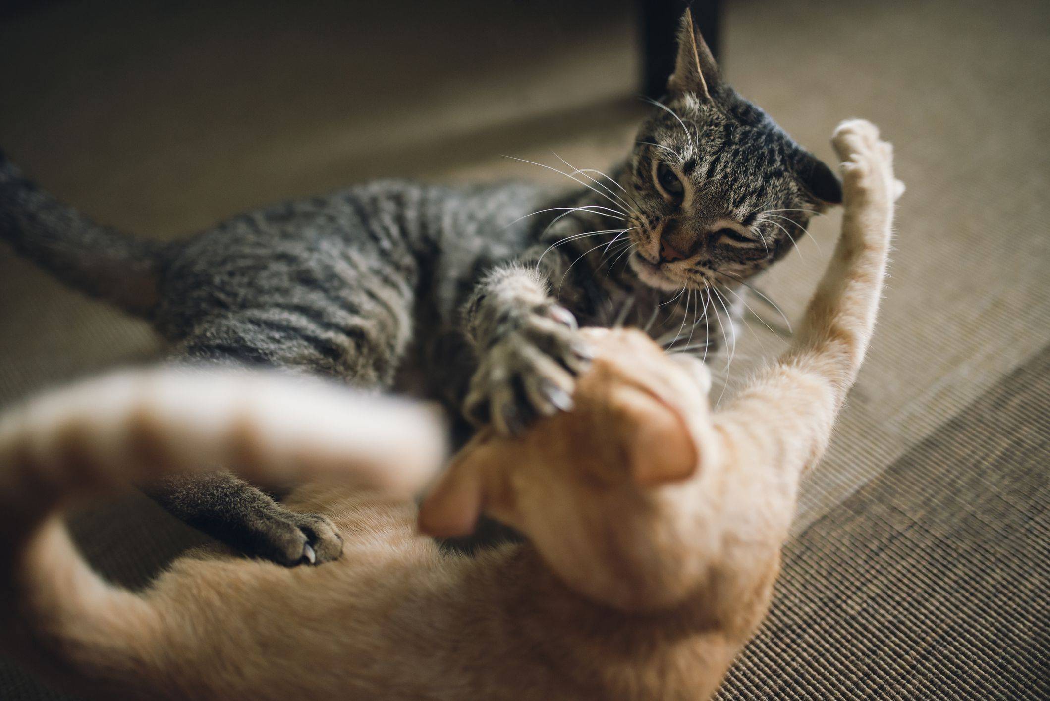 Как отучить кота кусаться и царапаться, нападать, кидаться