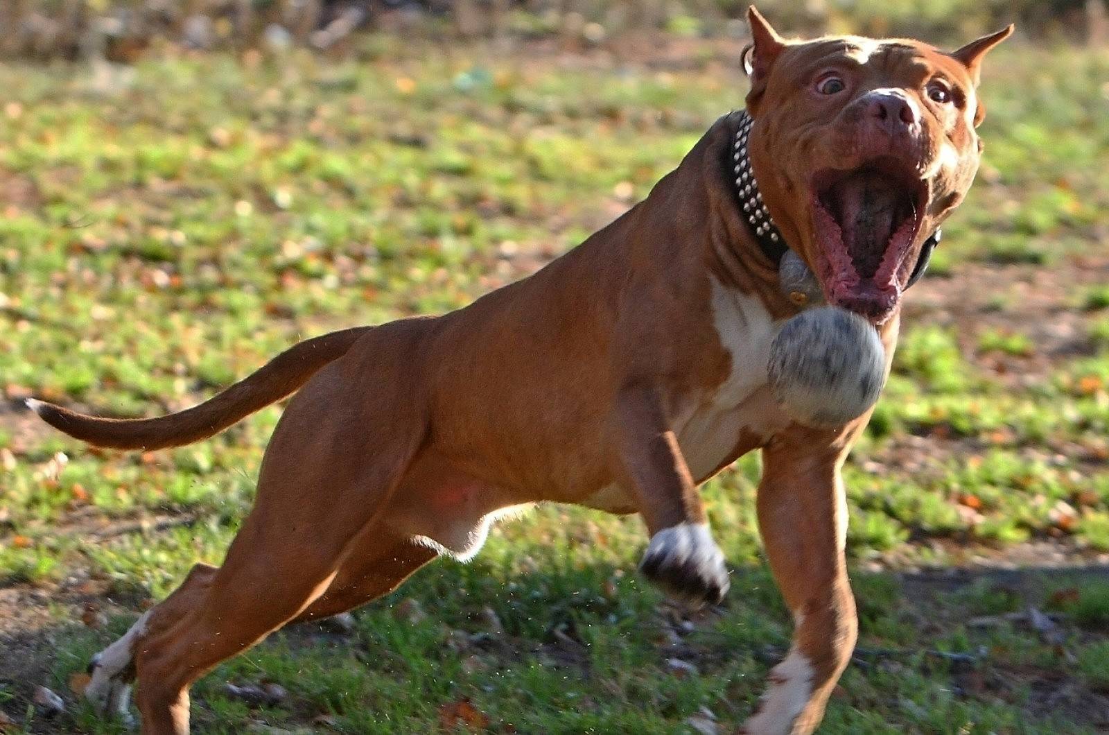 Американский питбультерьер — умная, очень атлетическая и бесстрашая собака ⋆ собакапедия