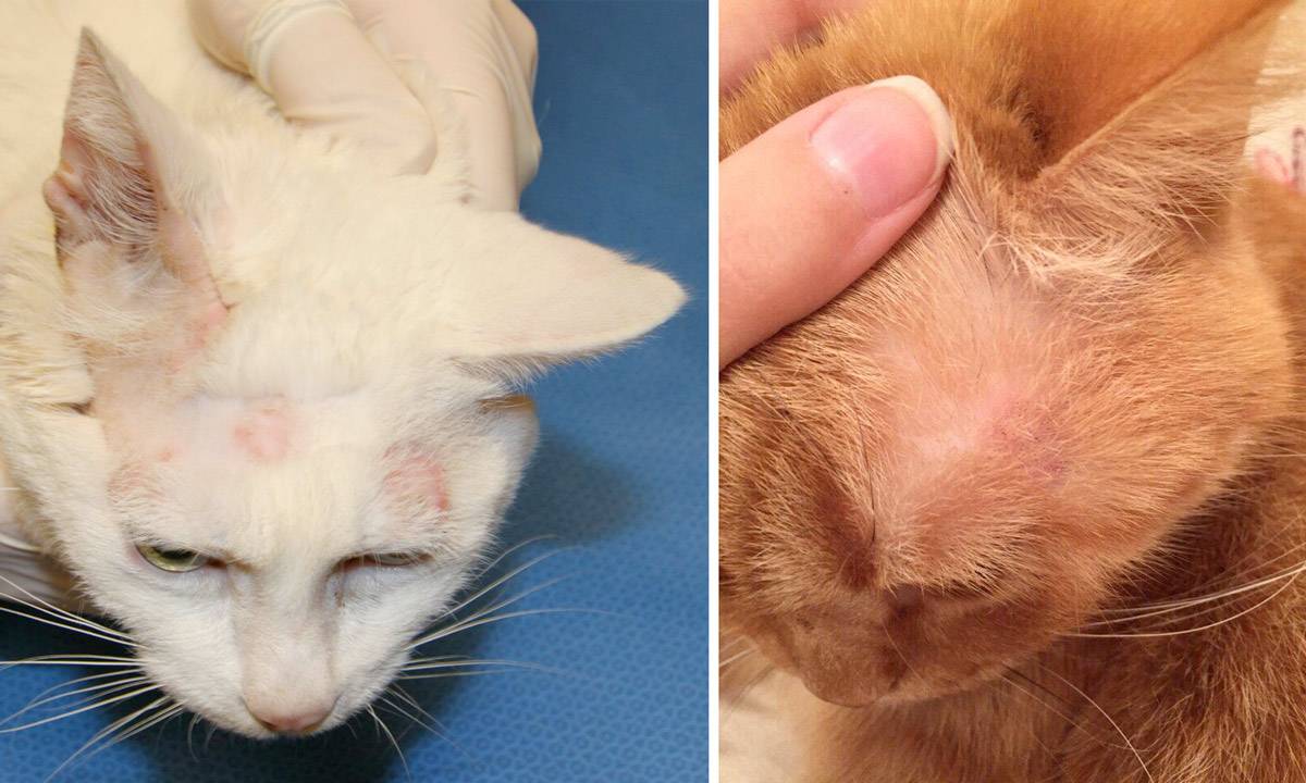 Как лечить лишай у кошки - современные методы - ветклиника подольск "айболит"