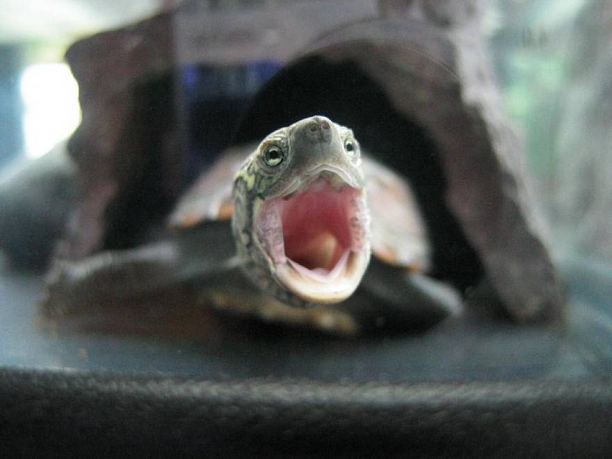 Есть ли у красноухой черепахи зубы фото