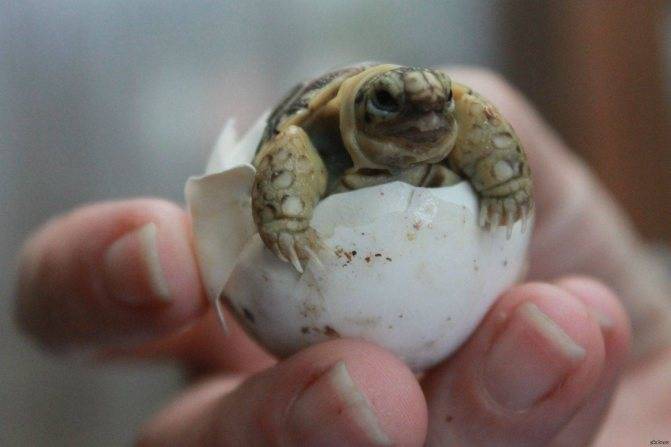 Интересные факты о черепахах для детей. 10 интересных фактов о черепахах. | интересные факты