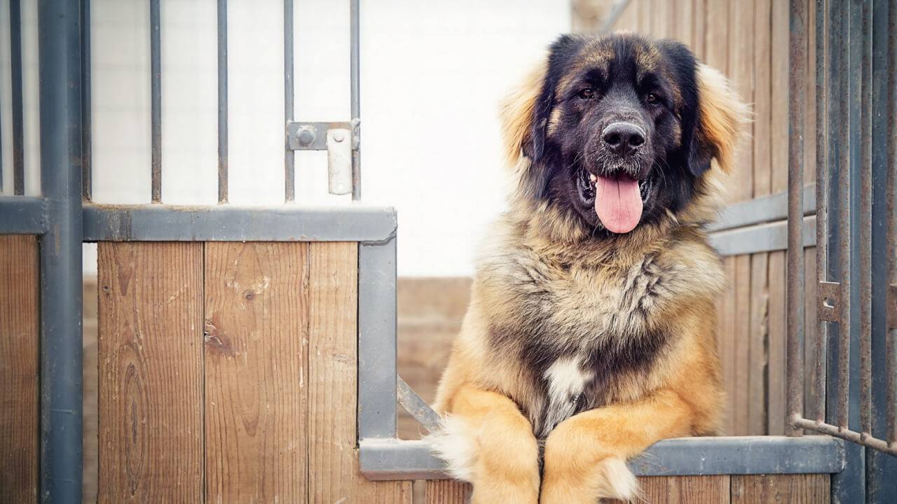 Сторожевые породы собак для частного дома: какую завести для охраны