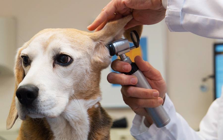 Топ 11 причин почему воняют уши собаки: грибами, рыбой, сладковатый неприятный запах — способы лечения
