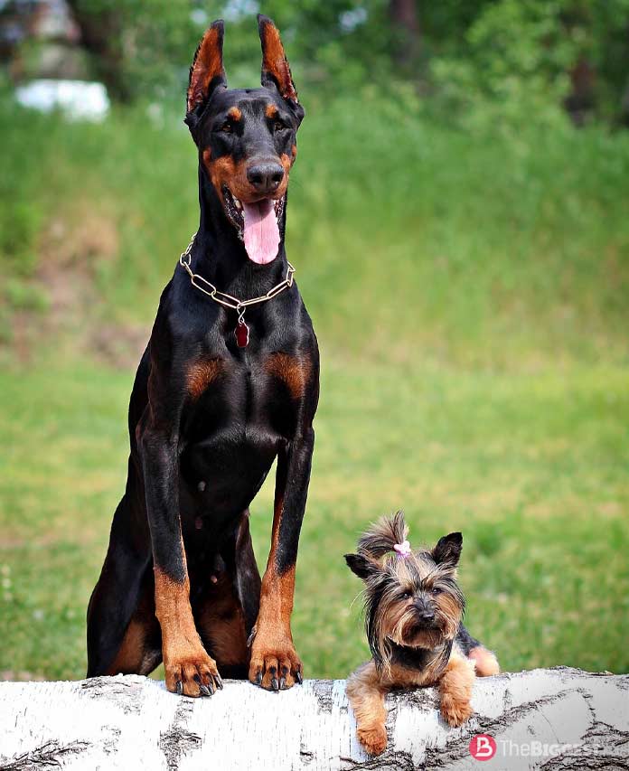 Самые злые собаки в мире: топ 10 пород — pet-mir.ru