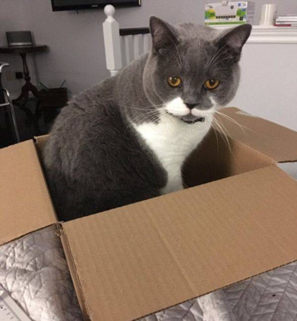 Кошки сидят в коробках и грызут пакеты – основные причины такого поведения
