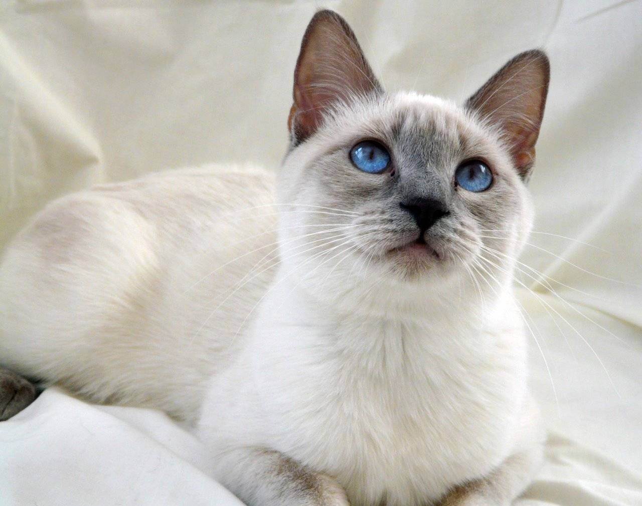 Белая кошка: породы и особенности содержания