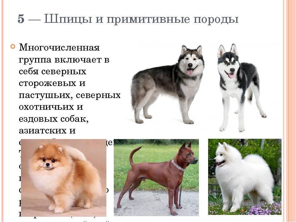 ᐉ 11 пород служебных собак: характеристика, описание и стоимость - kcc-zoo.ru