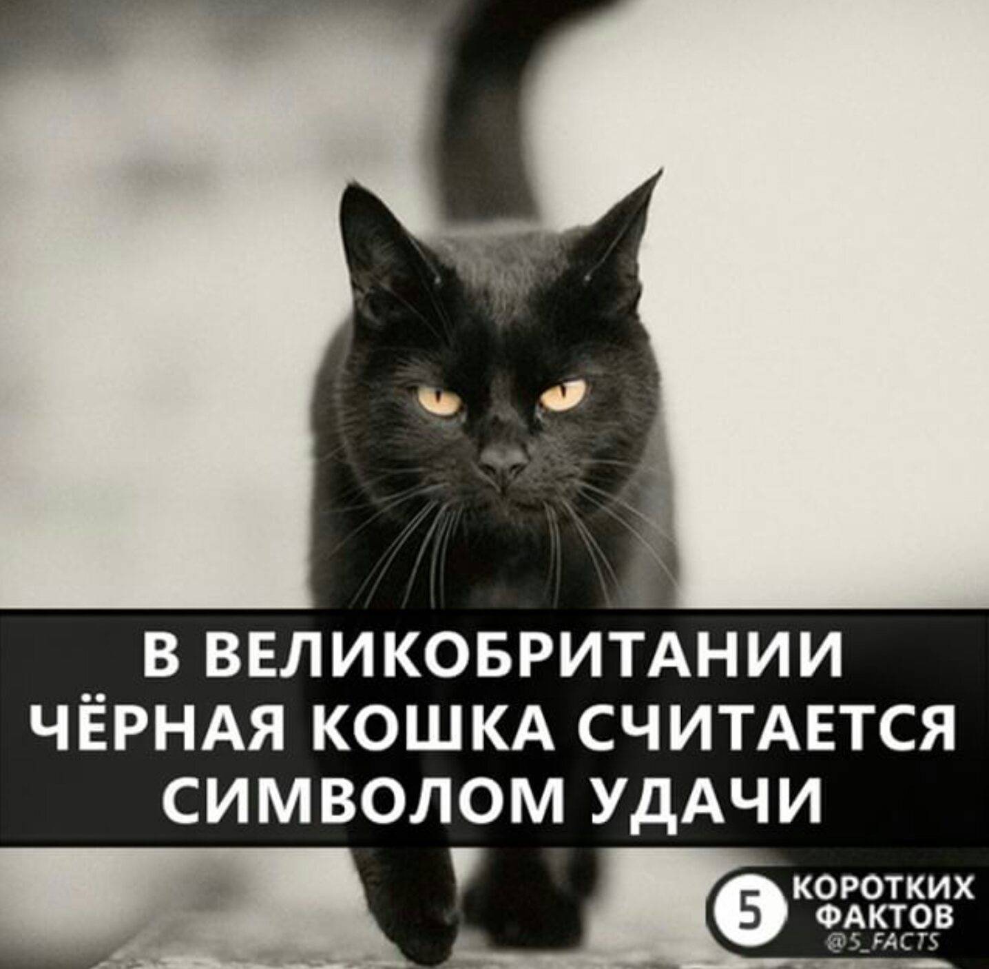 Что означает чёрная кошка в доме — хорошо это или плохо