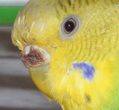 Опухолевые болезни ( новообразования) волнистых попугайчиков