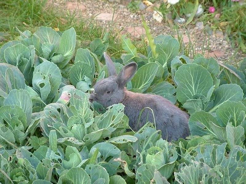 Можно ли давать кролику лопух: как правильно кормить, дозировка в рационе