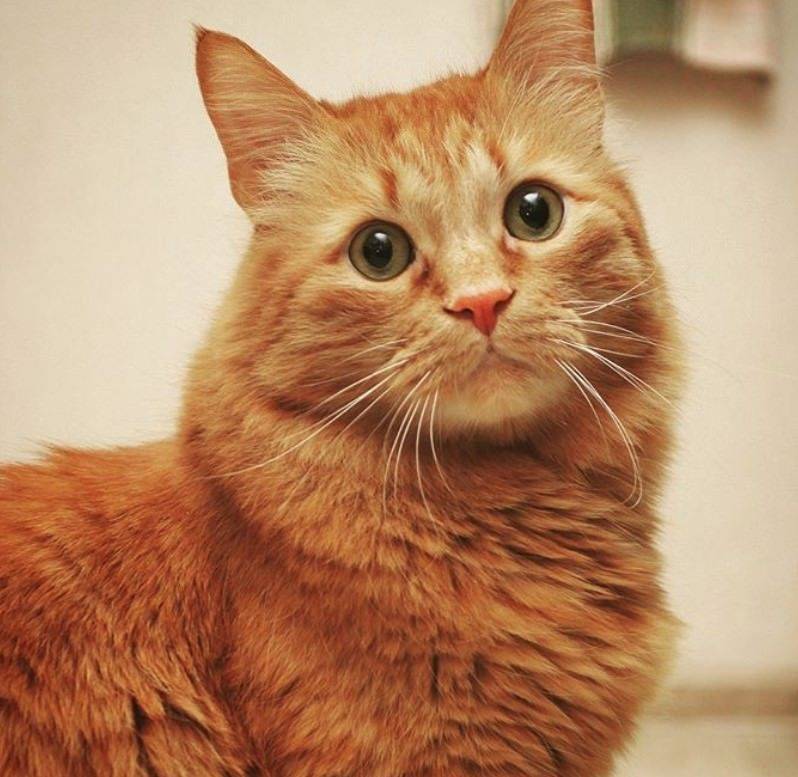 Как назвать рыжего котенка. клички для котят рыжего цвета