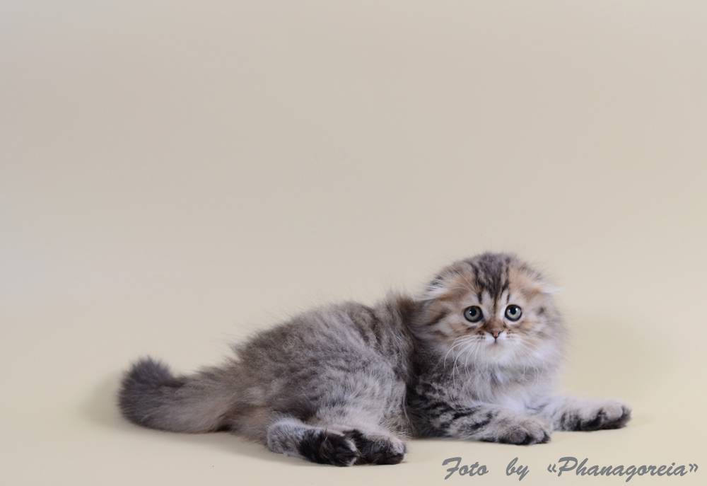 Кошка хайленд-фолд: описание породы, характер, советы по содержанию и уходу, фото