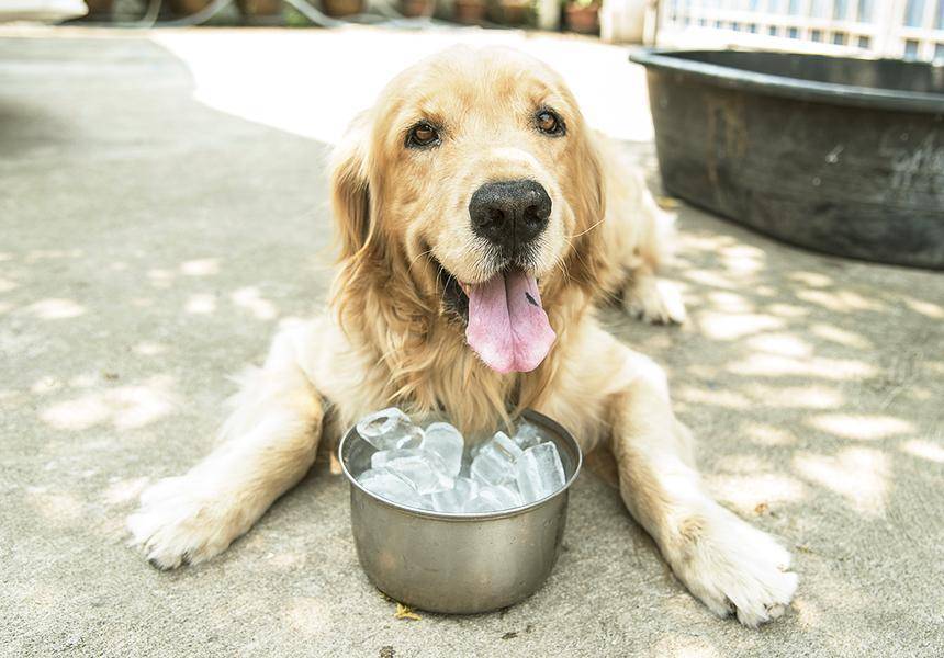 Как помочь собаке в жару на улице и квартире: правила ухода за питомцем