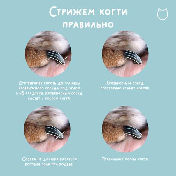 Как безопасно обрезать ногти морской свинке самостоятельно