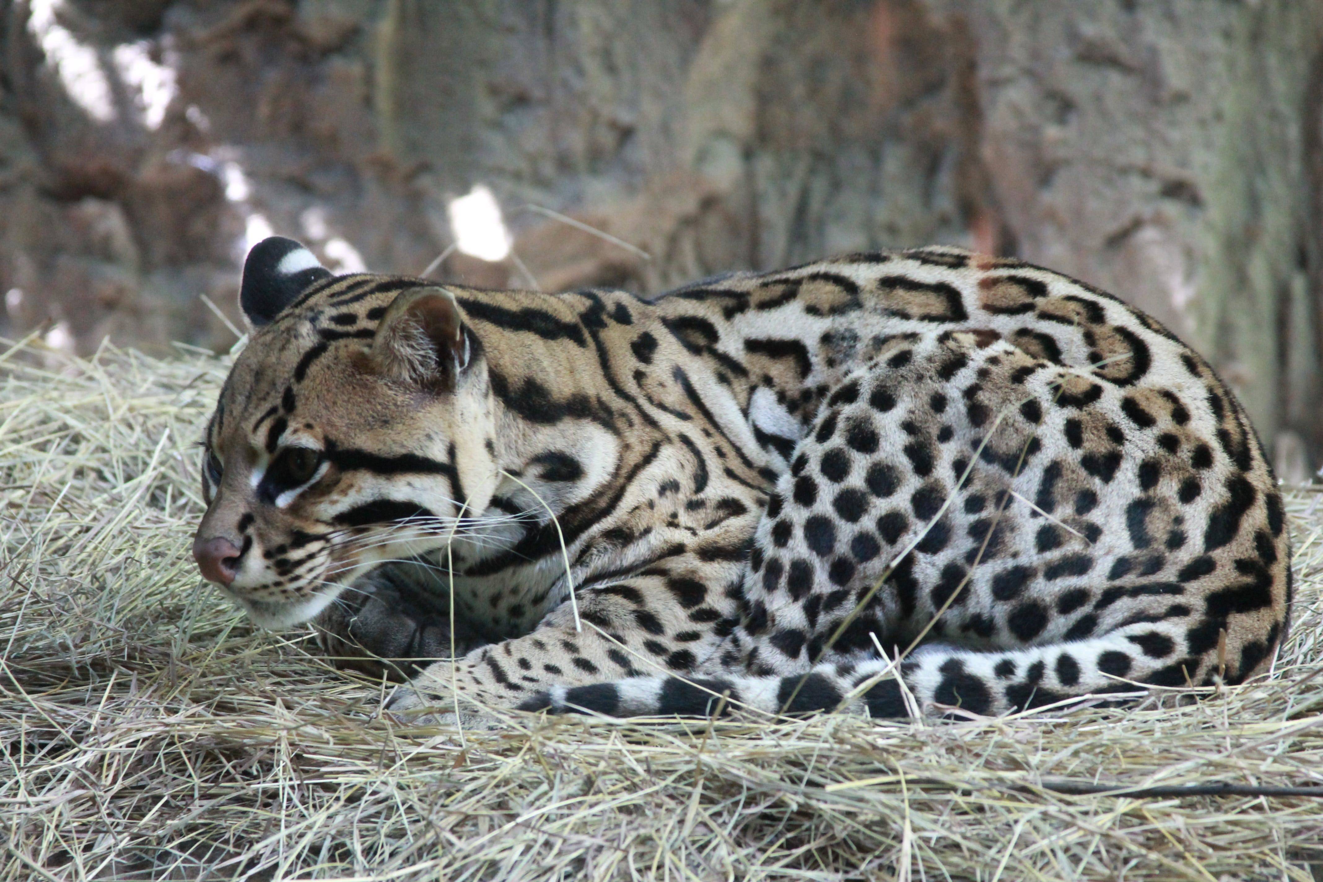 Оцелот (leopardus pardalis)