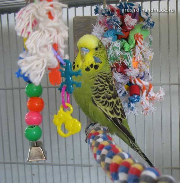 Чем развлечь волнистого попугая — обзор игрушек