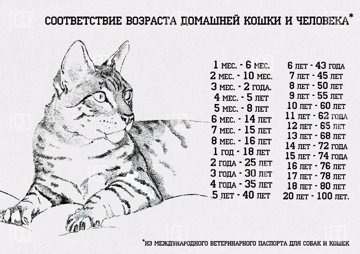 Сколько лет живут кошки. долгожители среди кошек. как считать возраст животного