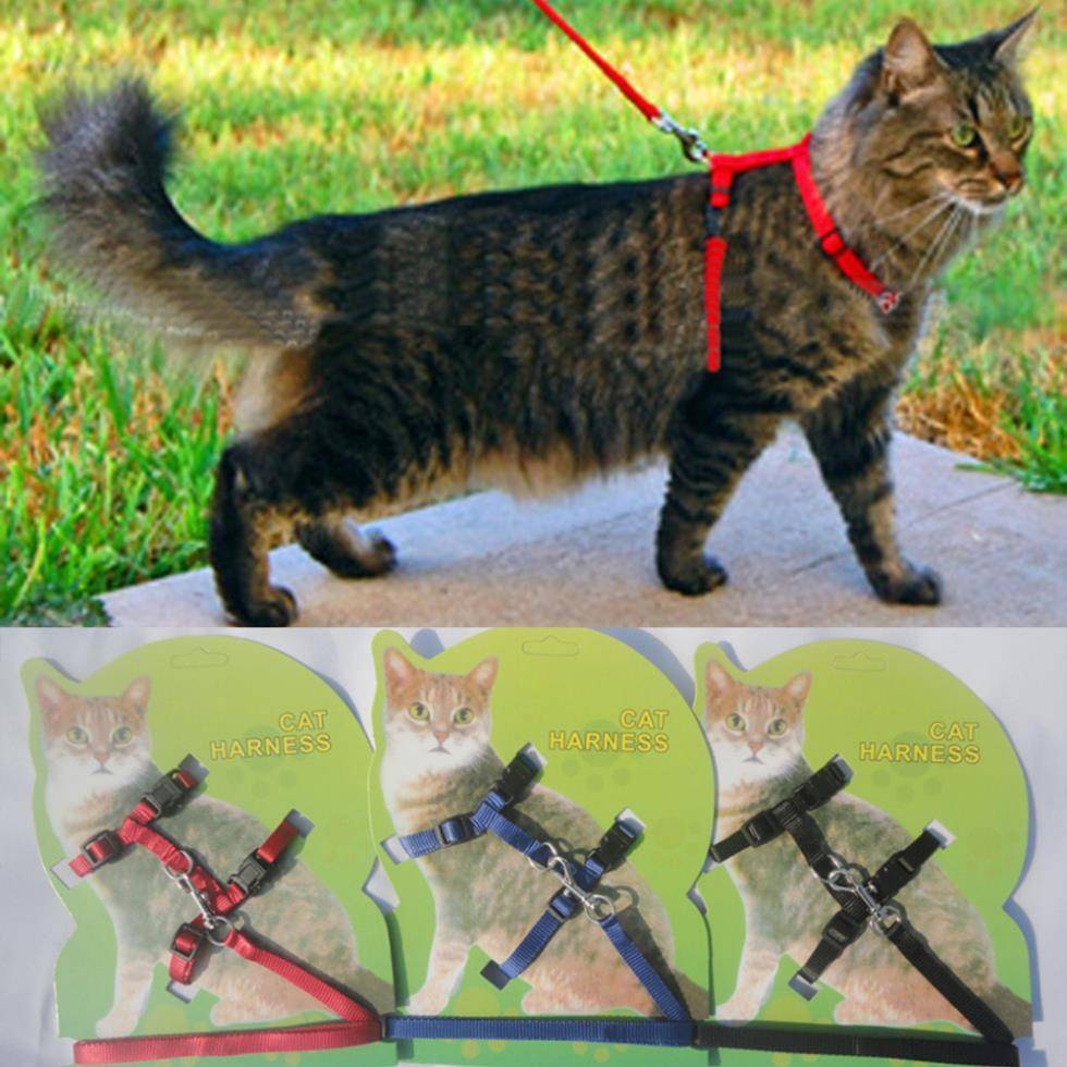 Шлейки для кошек: фото и описание моделей, правила выбора аксессуара, изготовление шлейки на кошку своими руками