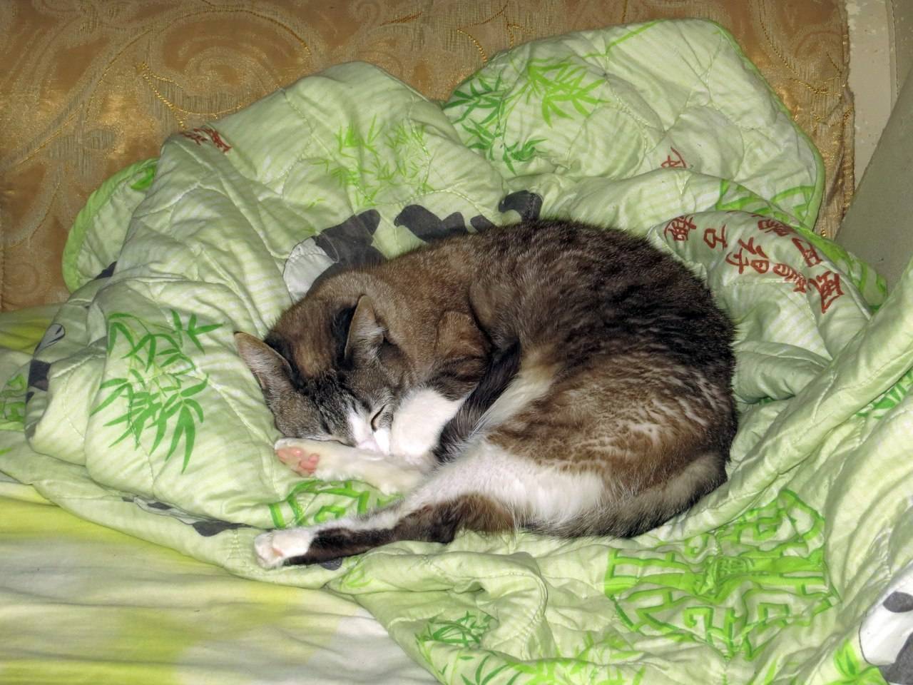 К чему снятся кошки женщине много. Кот в Глубоком сне. Глубокий сон кошки. Кот спит картинки. Кот спит глубоким сном....