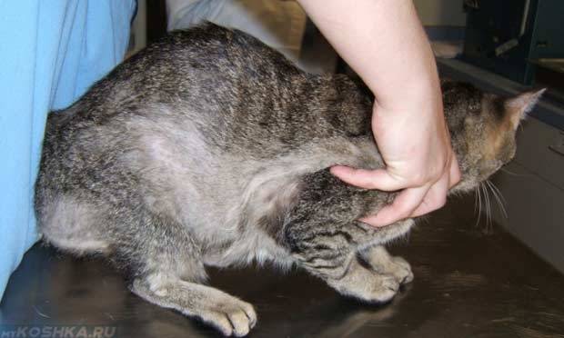 Почему у кошки выпадает шерсть: что делать, причины