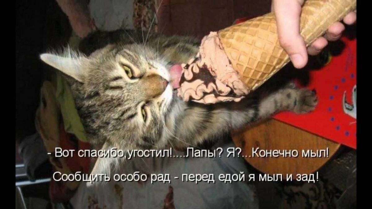 Приколы с котами до слез картинки